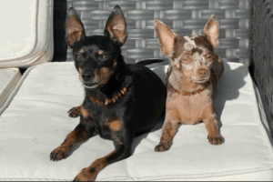 Zwei kleine Hunde sitzen auf einem grauen Sofakissen: einer mit schwarzbraunem Fell und gespitzten Ohren, der andere mit hellbraunem Fell, gro&szlig;en Schlappohren und Nordseeflecken. Beide