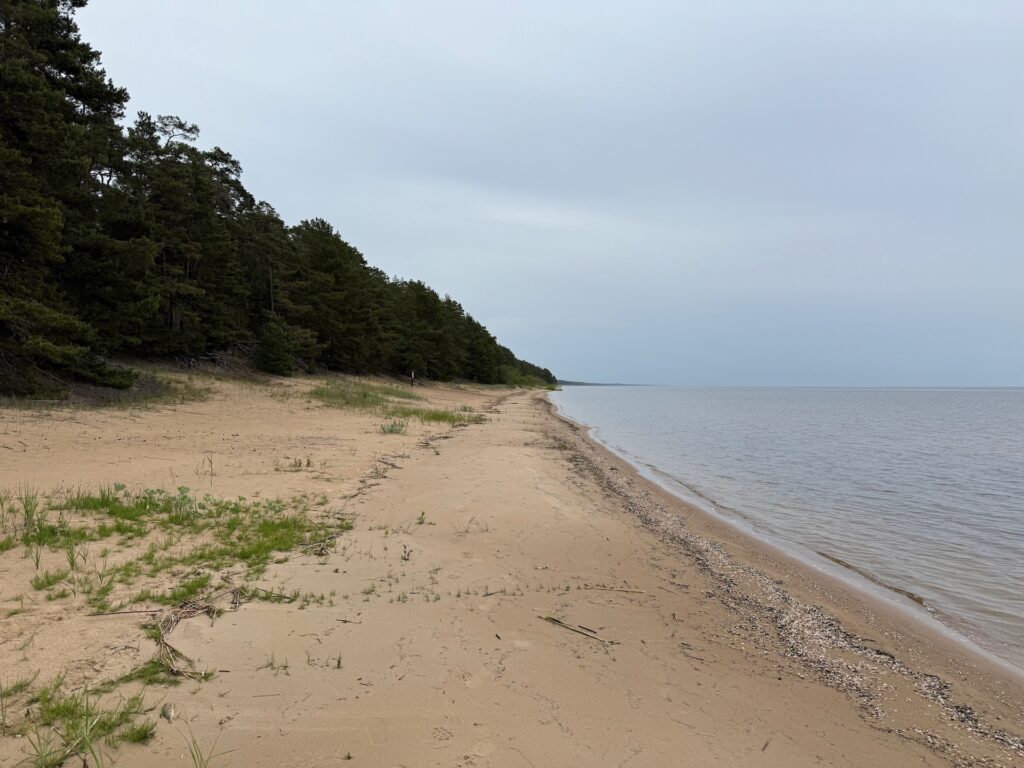Baltikum 2025 – Lettland 2 – 10 Unter einem bewölkten Himmel erstreckt sich ein Sandstrand mit verstreutem Gras und Treibholz neben ruhigem Wasser, links von einem dichten Kiefernwald gesäumt.