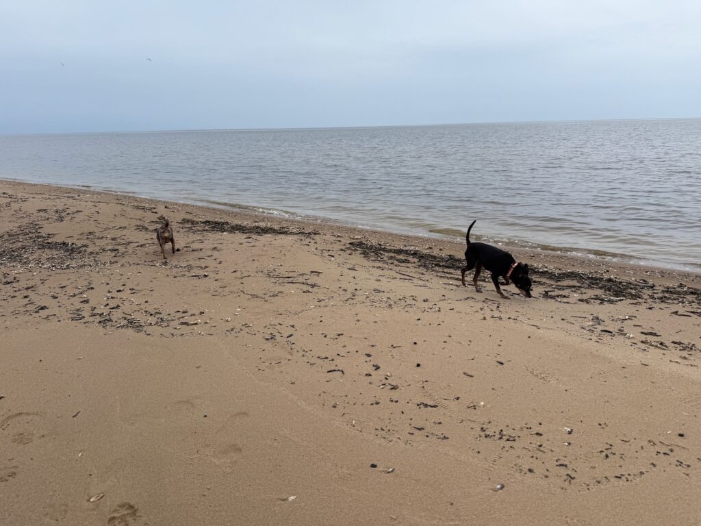 Baltikum 2025 – Lettland 2 – 9 Zwei kleine Hunde erkunden einen Sandstrand, der mit dunklem Seegras und Schutt bedeckt ist. Der Himmel ist bedeckt, und das ruhige Wasser erstreckt sich bis zum Horizont. Ein Hund ist in der Nähe des Wassers, der andere weiter hinten im Sand.