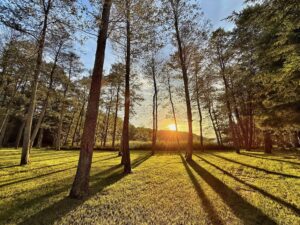 Sonnenuntergang auf einer Waldlichtung, mit hohen Bäumen, die lange Schatten auf das grüne Gras werfen, und Sonnenlicht, das durch die Äste scheint.