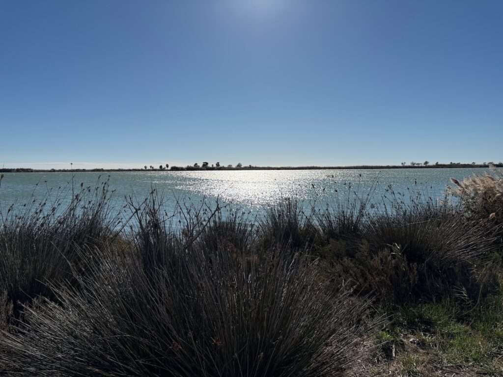Algarve 2025-26 – 10 Ein See glitzert unter einem klaren blauen Himmel, und das Sonnenlicht spiegelt sich auf dem Wasser. Hohe Gräser und Sträucher säumen den Vordergrund, und am gegenüberliegenden Ufer sind in der Ferne Bäume zu sehen.