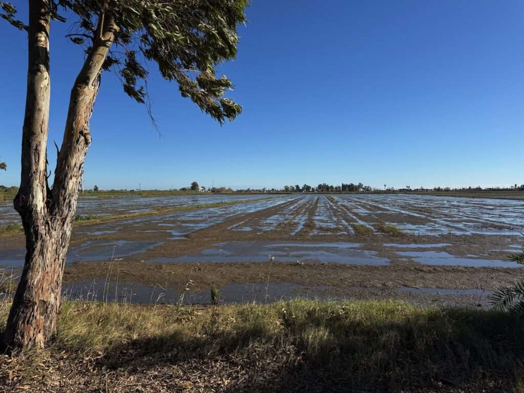 Algarve 2025-26 – 12 Ein schlammiges, mit Wasser vollgesogenes Feld erstreckt sich in der Ferne unter einem klaren, blauen Himmel, gesäumt von einer Grasfläche und einem Baum mit verwehten Blättern im Vordergrund.