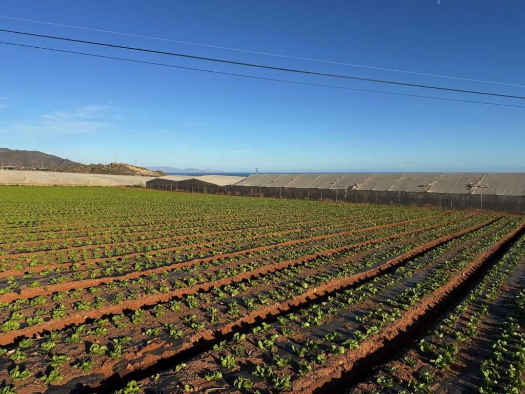 Algarve 2025-26 – 27 Reihen junger grüner Pflanzen wachsen auf einem großen, geordneten Feld unter einem klaren blauen Himmel. Im Hintergrund sind ein langgestrecktes Gewächshaus und in der Ferne die Berge zu sehen. Stromleitungen verlaufen über dem Feld.