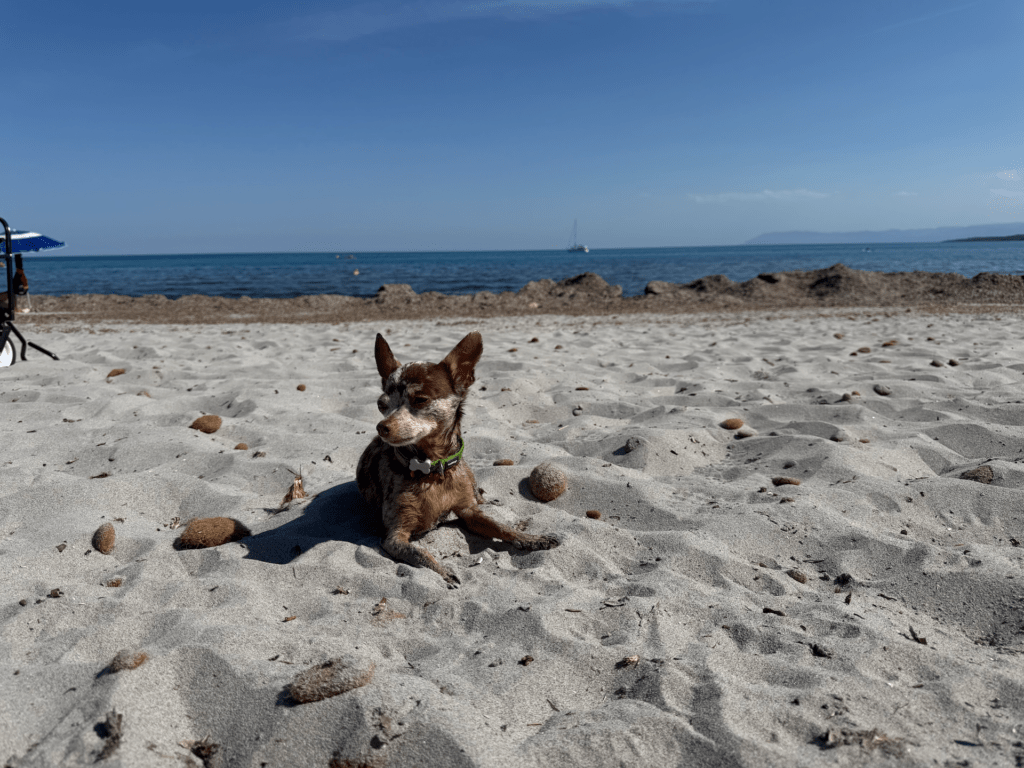 IMG_5288 Ein kleiner brauner Hund mit einem grünen Halsband liegt an einem Sandstrand unter einem strahlend blauen Himmel, im Hintergrund sieht man das ruhige Meer und ein Segelboot in der Ferne.